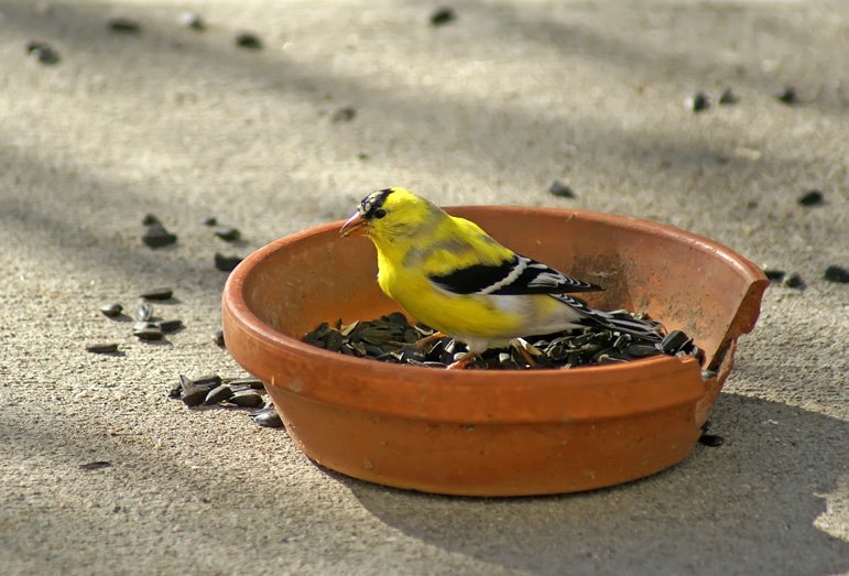 [4-16-08--Birds--goldfinch-2.jpg]