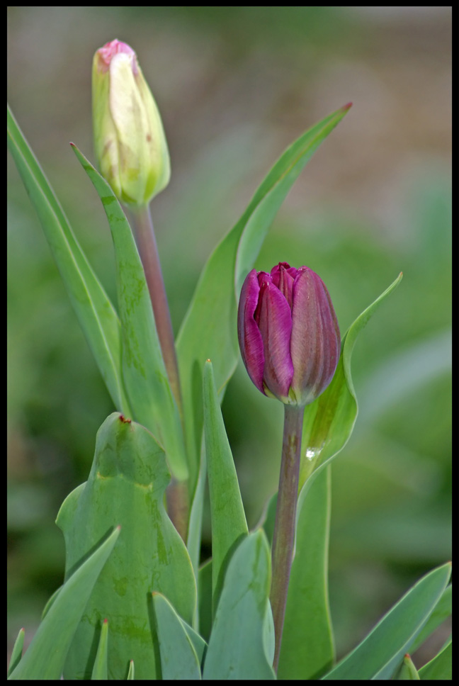 [4-19-08-tulip.jpg]