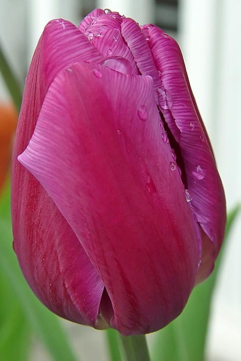 [5-3-08-tulips-4.jpg]