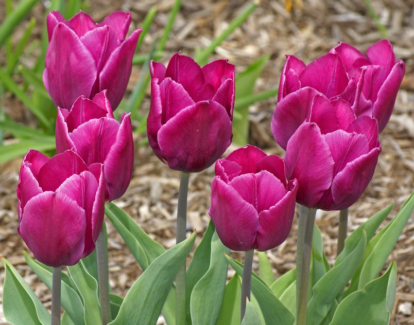 [4-30-08-tulips.jpg]