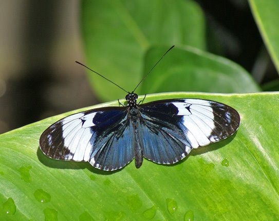 [5-28-08-Butterfly-exhibit-6.jpg]