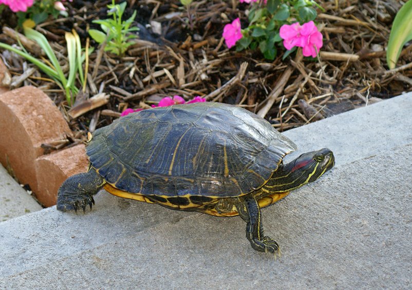 [06-08-08-Turtle.jpg]