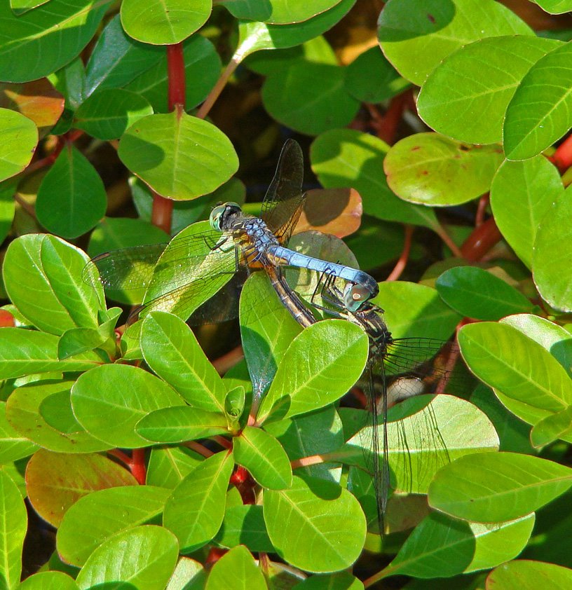 [7-5-08-Dragonfly-mating.jpg]