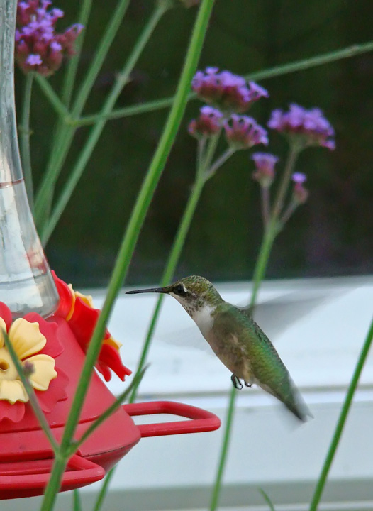 [7-16-08-hummingbird-1.jpg]