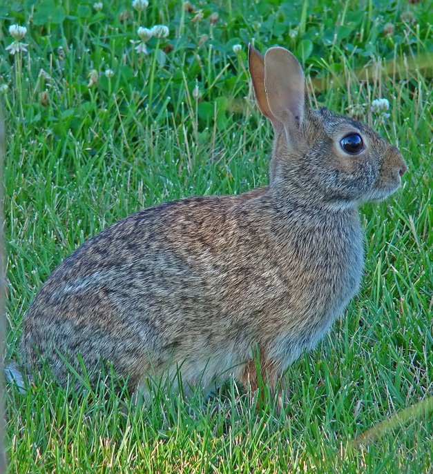 [7-16-08-rabbit.jpg]