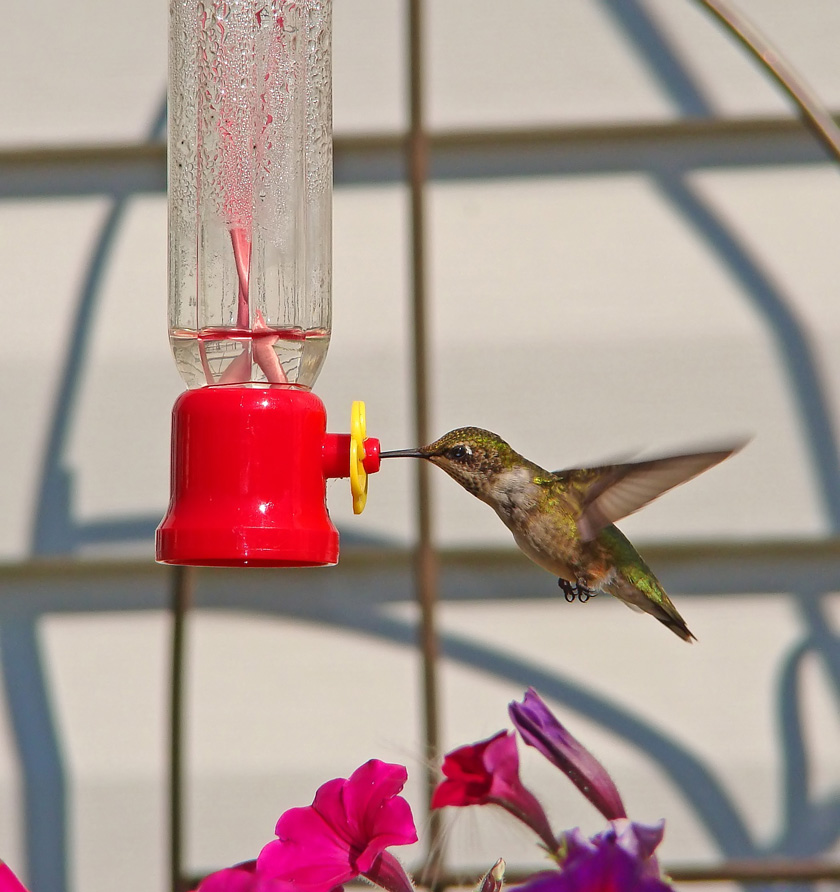 [7-23-08-Hummingbird-1.jpg]