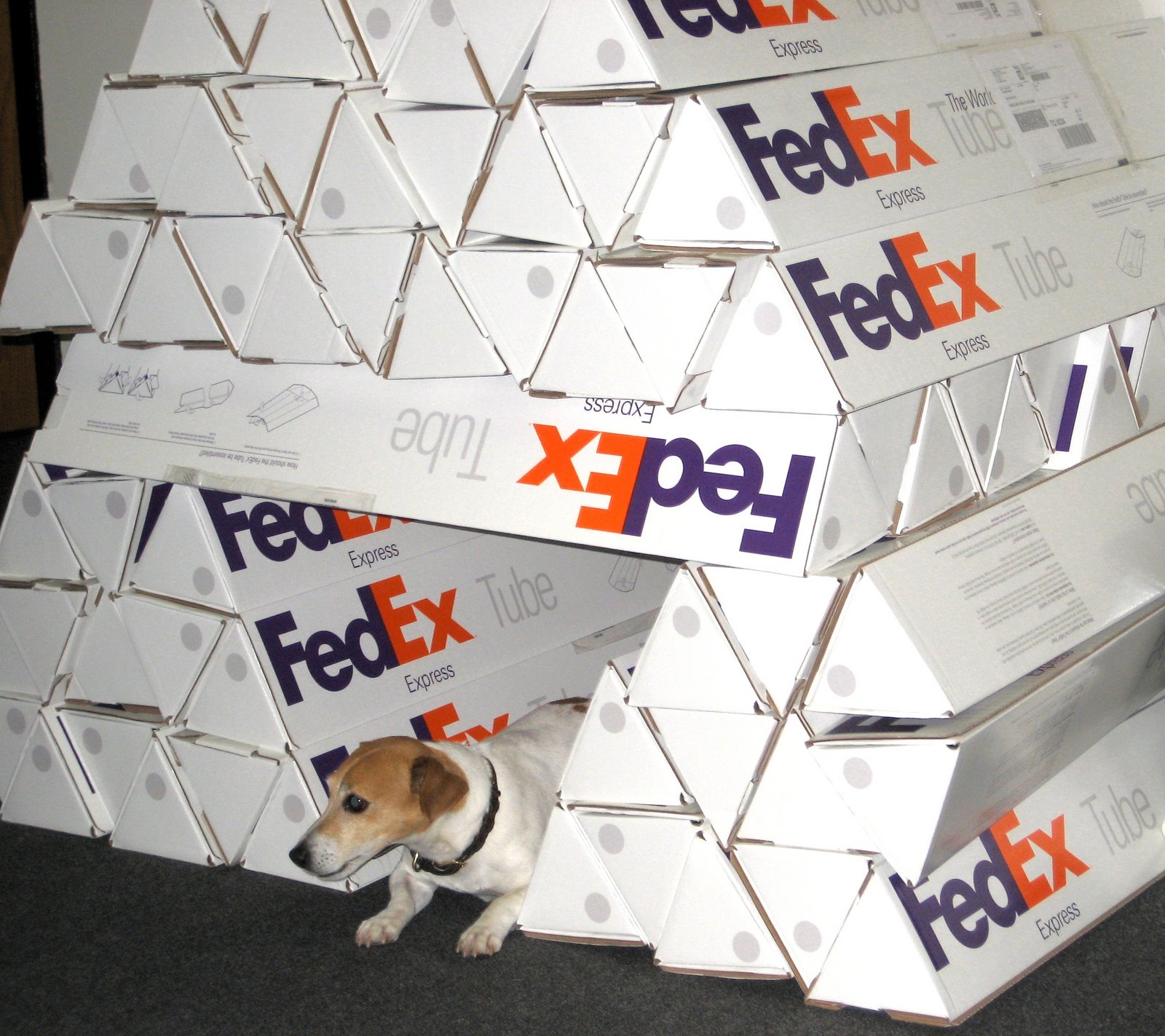 [pets+fed+ex+boxes.jpg]