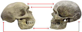 [modern_human_and_Neandertal_skulls.gif]