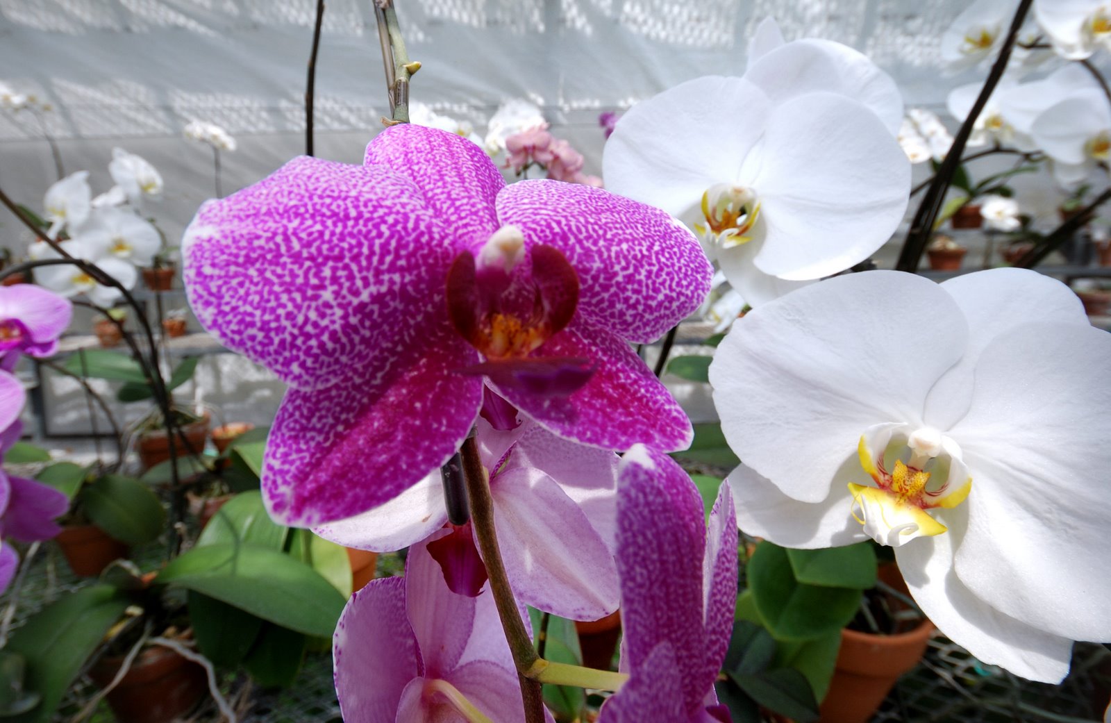 [orchid+blooms.jpg]