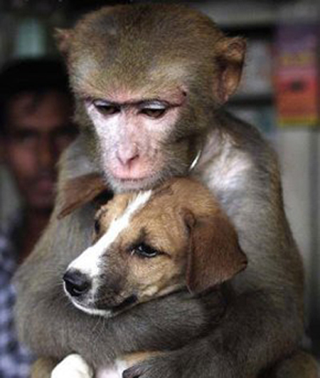 [monkey-hugging-dog.jpg]