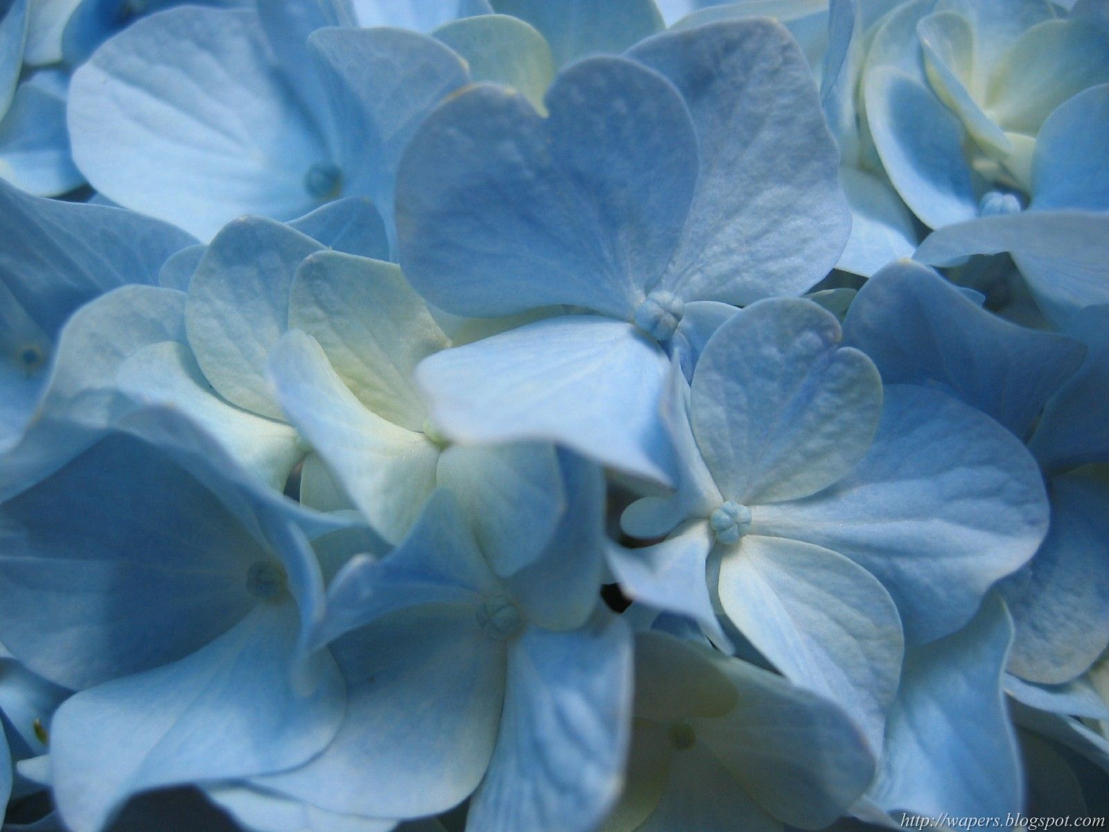 [blue-flower.jpg]