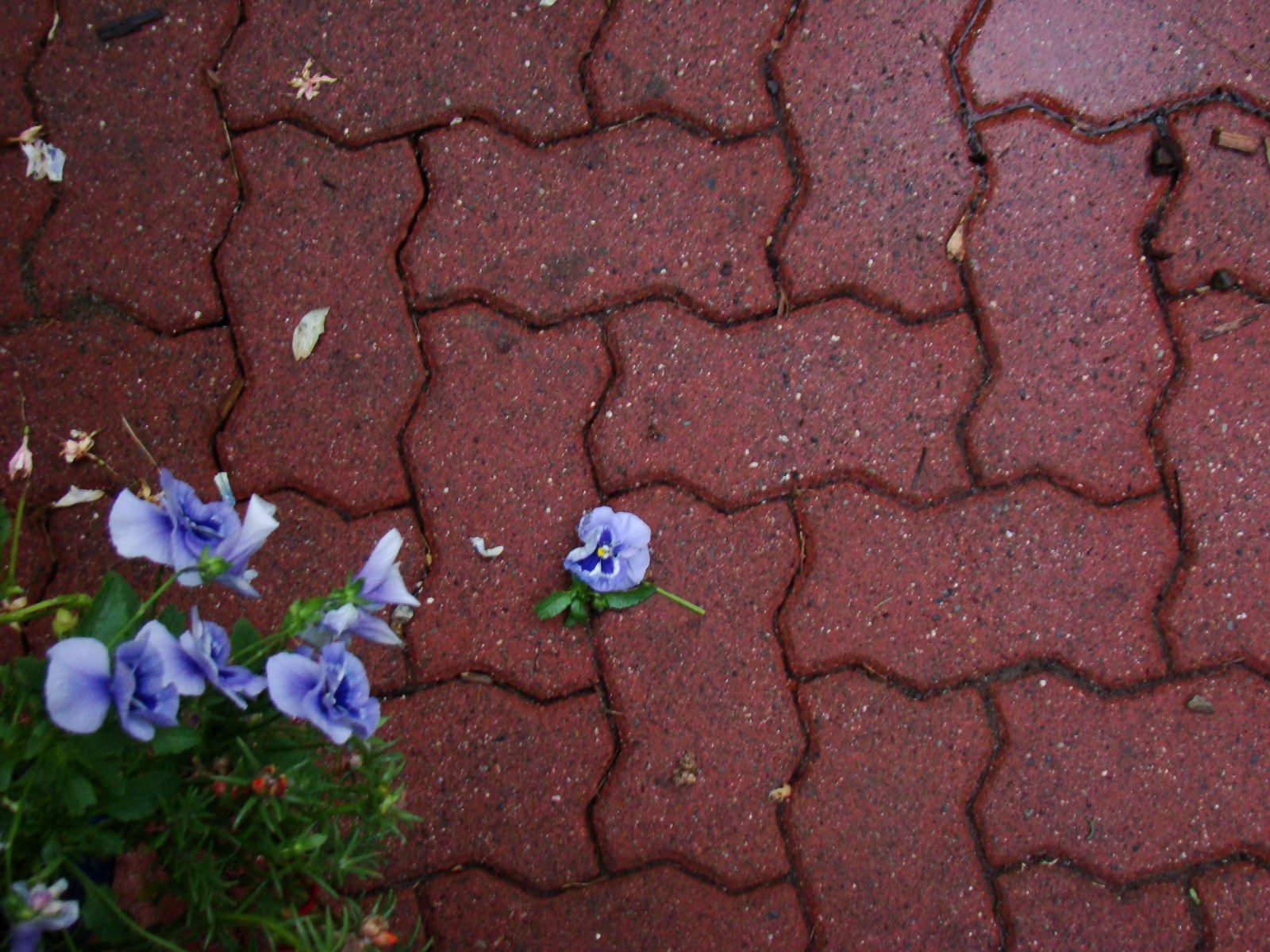 [bricks-flowers.JPG]