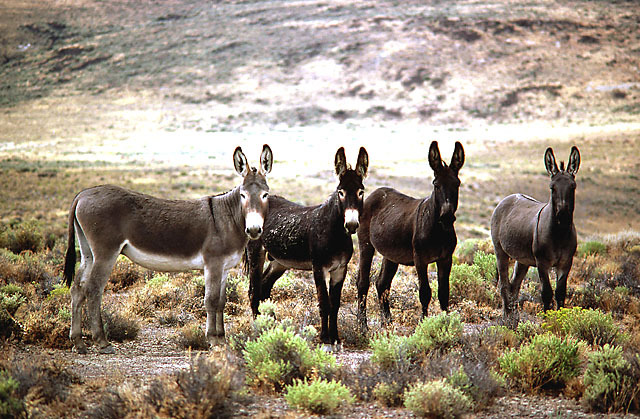 [4+burros+on+sheldon-thumb.jpg]