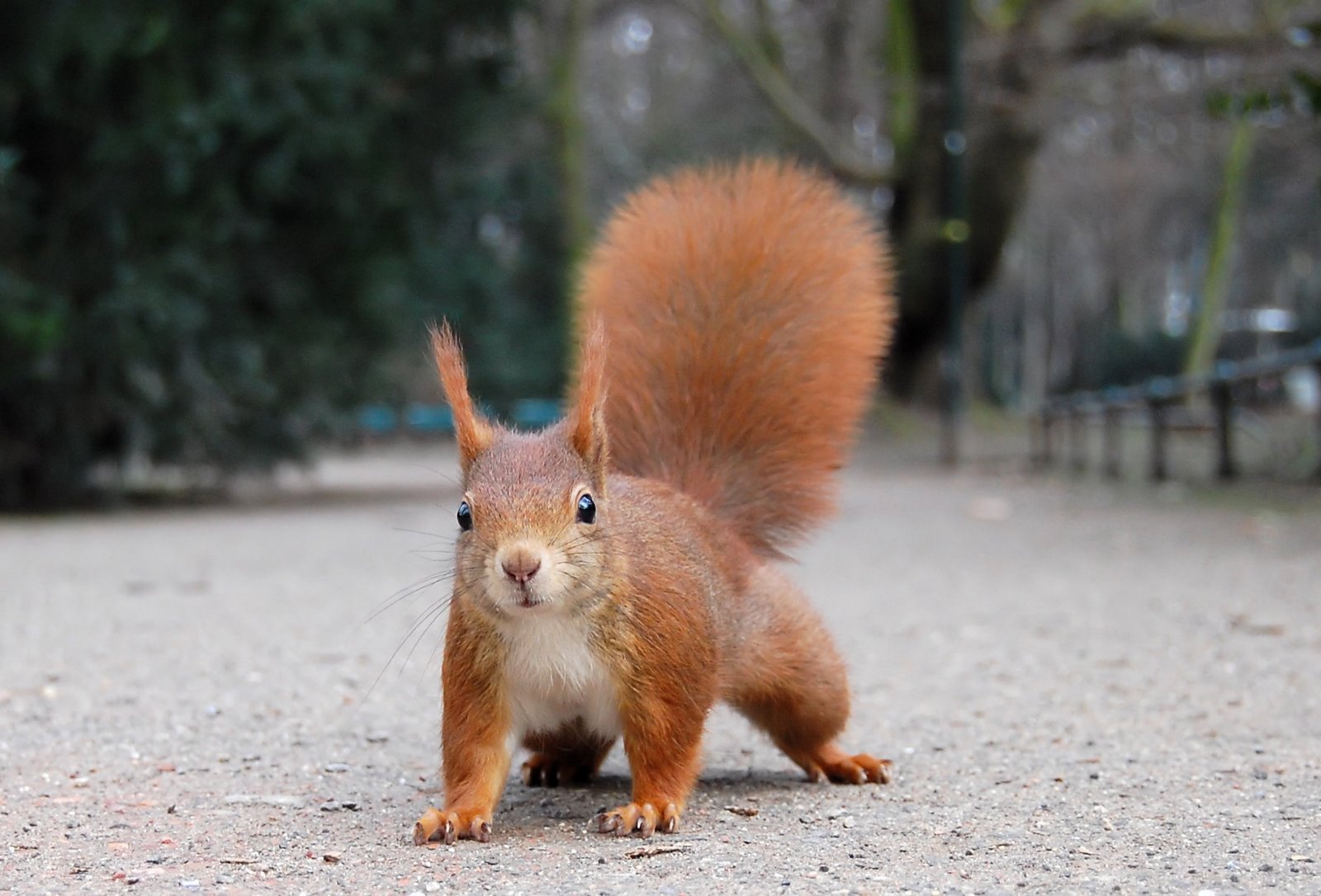 [03+Red+Squirrel+with+pronounced+winter+ear+tufts+in+the+Hofgarten+in+Düsseldorf+(Taken+by+Wikimedian+Ray+eye).jpg]