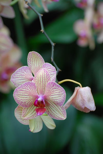 [orchid01.jpg]