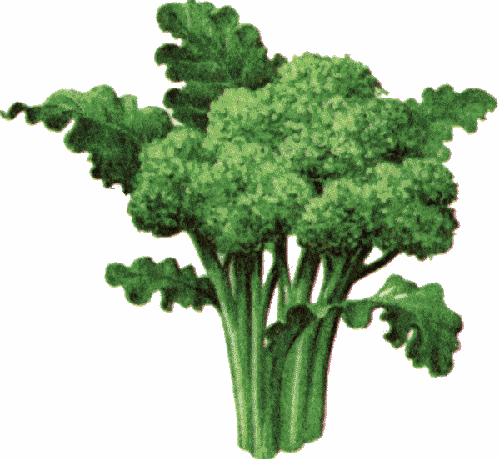 [broccoli.gif]