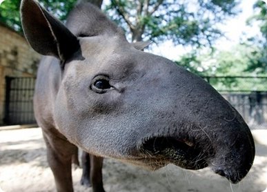 [tapier.jpg]