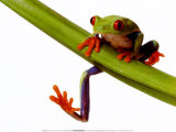 [af422_b~Tree-Frog-Posters.jpg]