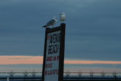 Gulls on the Beach (Manistee)