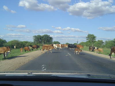 Cattle Crossing – Bubi River, Zimbabwe