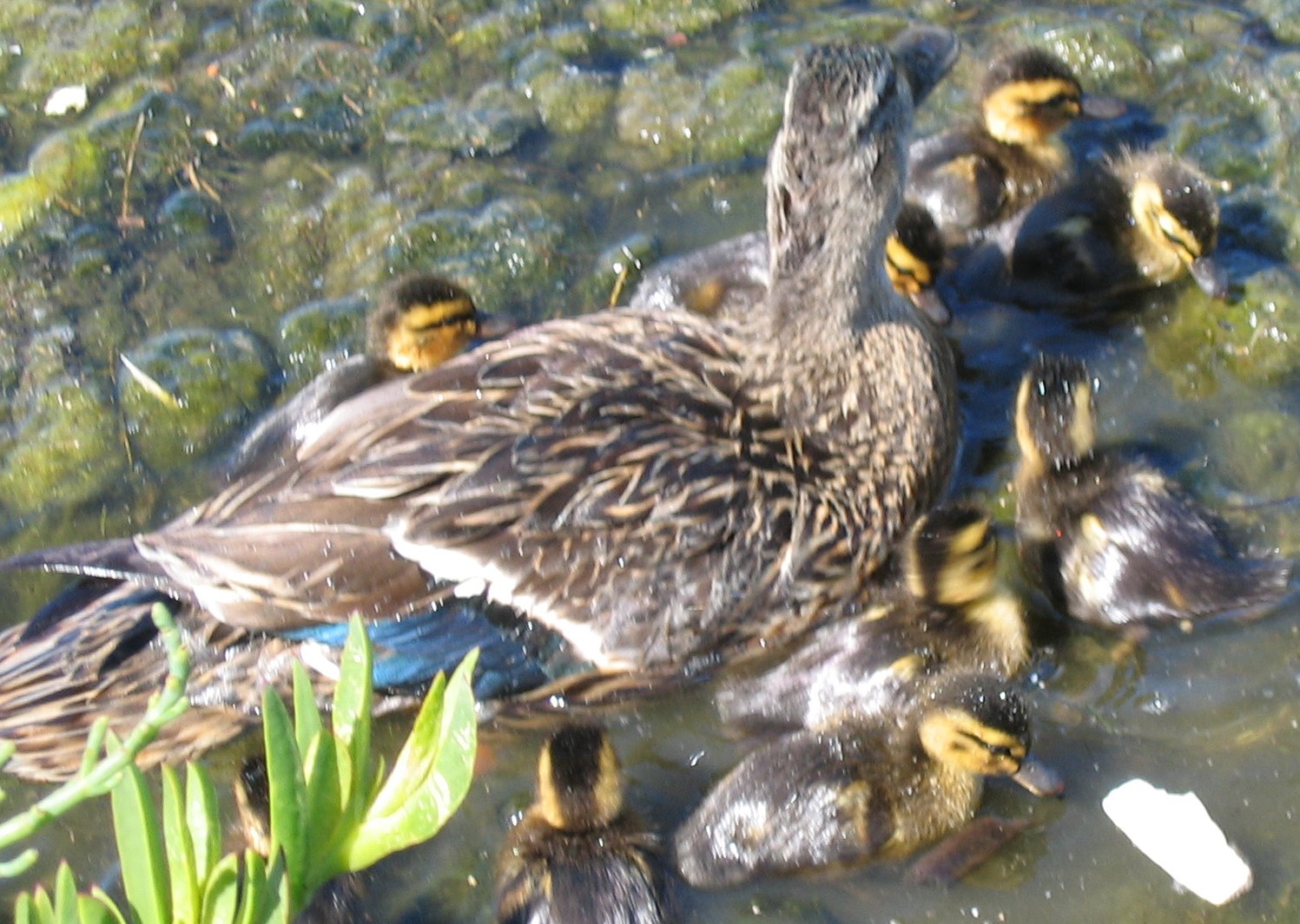 [baby+ducks2.jpg]