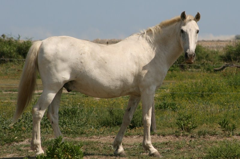 [camargh+white+horse.jpg]