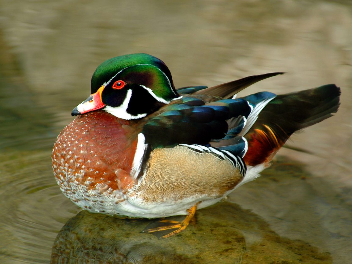 [Edenpics-com_005-054-Male-wood-duck-Aix-sponsa-going-into-water-Also-called-summer-duck-or.jpg]