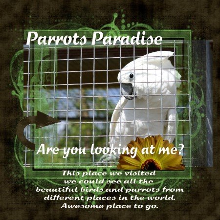 [ParrotsParadisebyMargieOverman+(450+x+450).jpg]