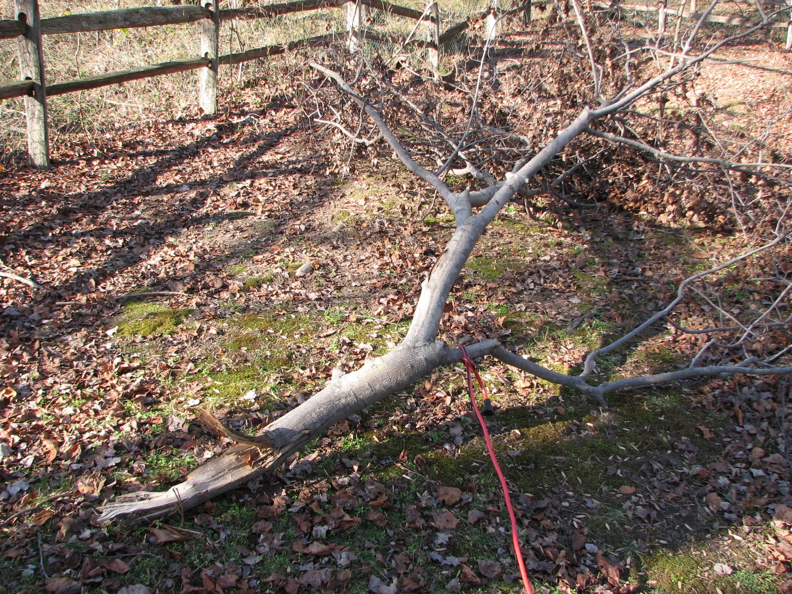 [branch+fell+in++back+yard+2006+(1).jpg]