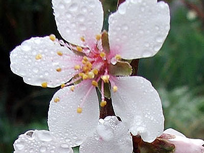 [bbc+spring+almond+blossom.jpg]