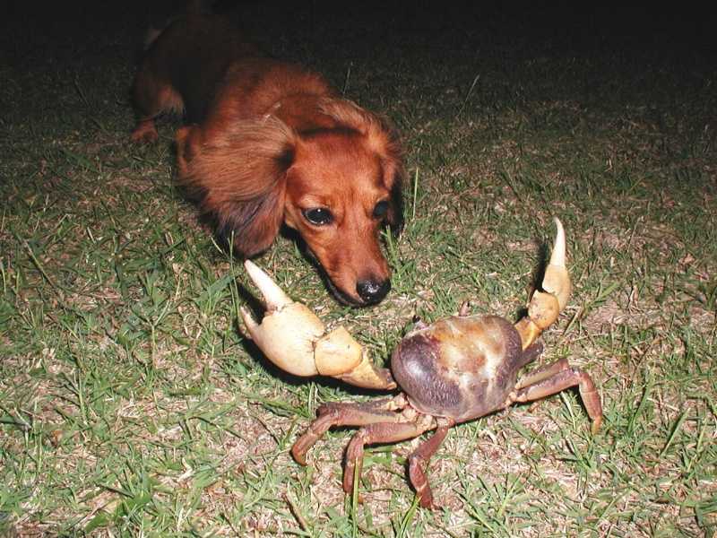 [dog_vs_crab.jpg]