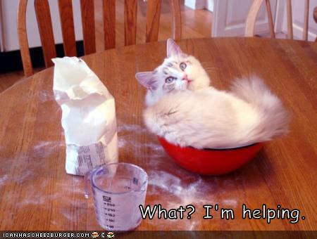 [funny-pictures-cat-baking-bowl.jpg]