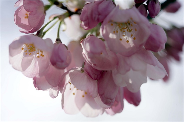 [cherry-blossom-cluster.jpg]