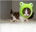 [kitten+in+frog+mask.jpg]