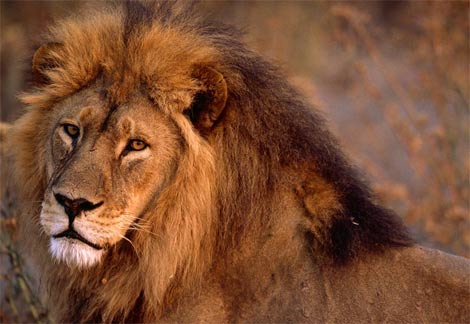 [african-lion-closeup.jpg]