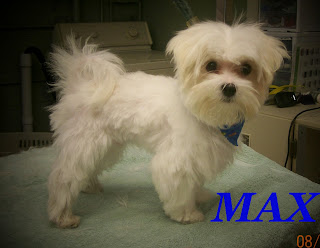 max is a maltese he is a baby and so tiny he got his first haircut so 