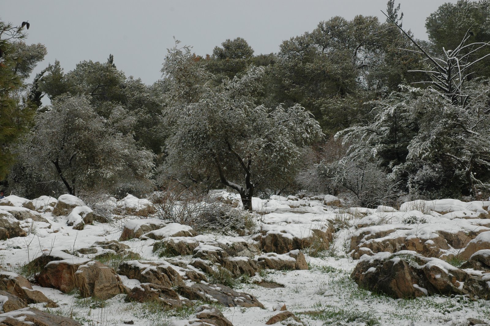 [Olives+in+snow.jpg]