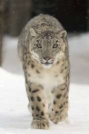 [snow_leopard.jpg]