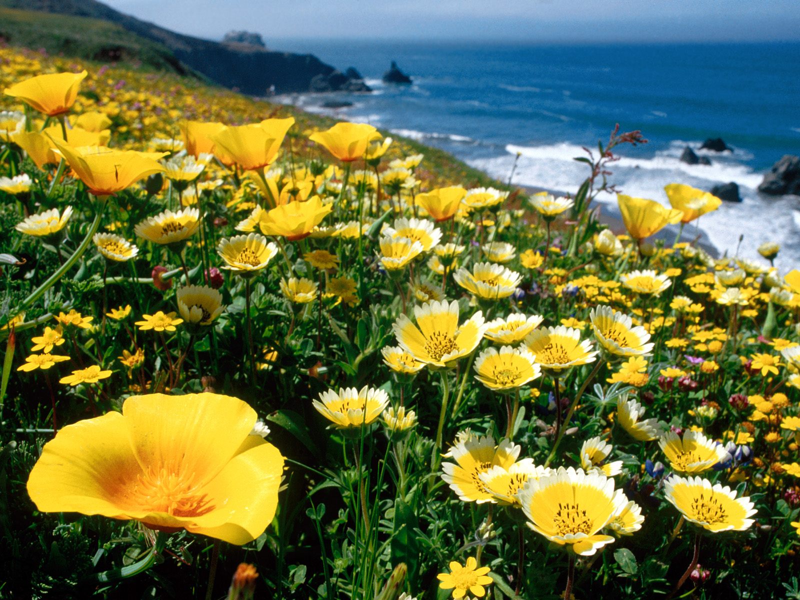 [Yellow+Poppies,+California+Coast.jpg]