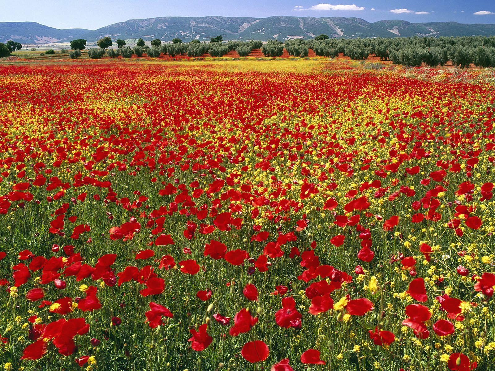 [Endless+Poppies,+Spain.jpg]