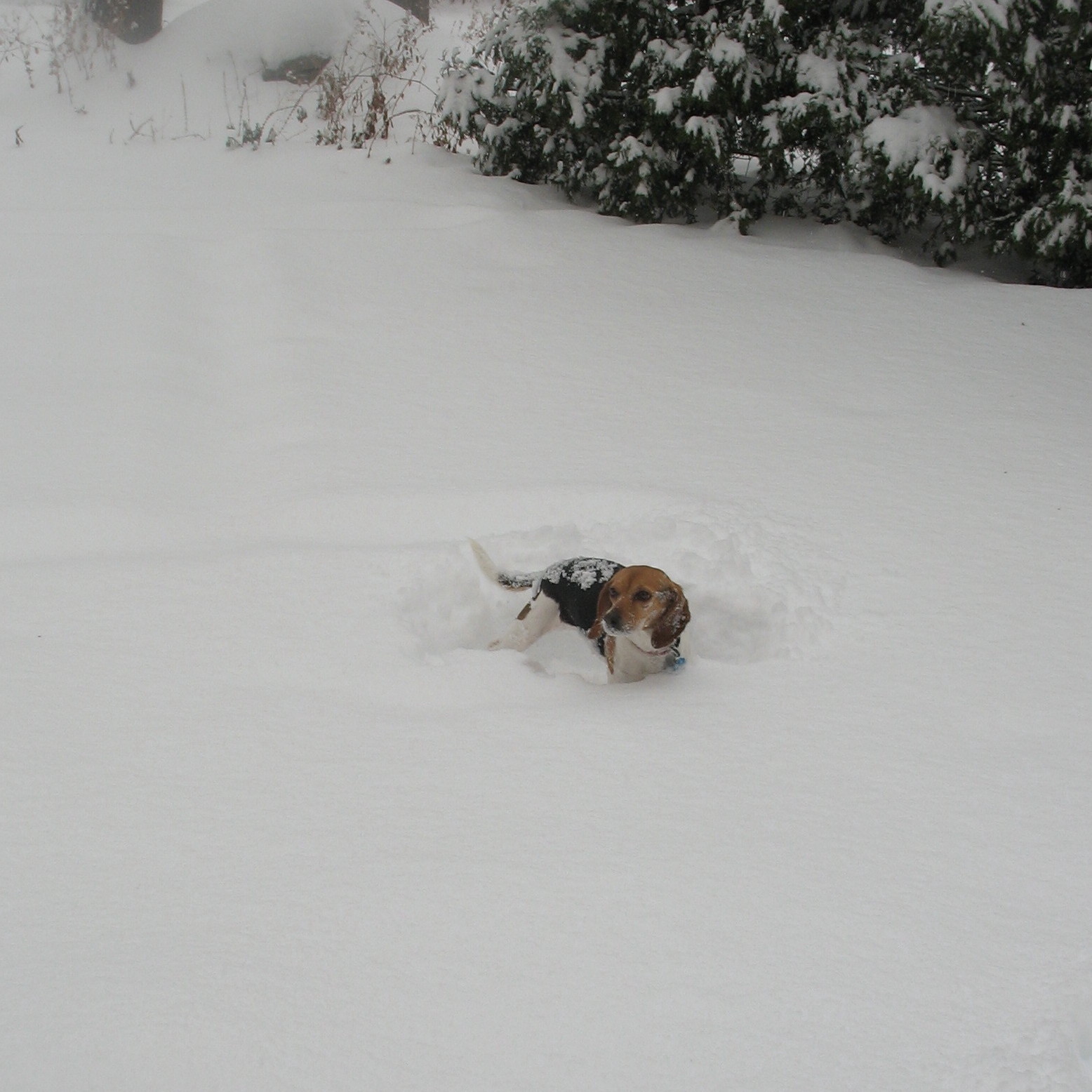 [puppy+buried+in+snow.jpg]