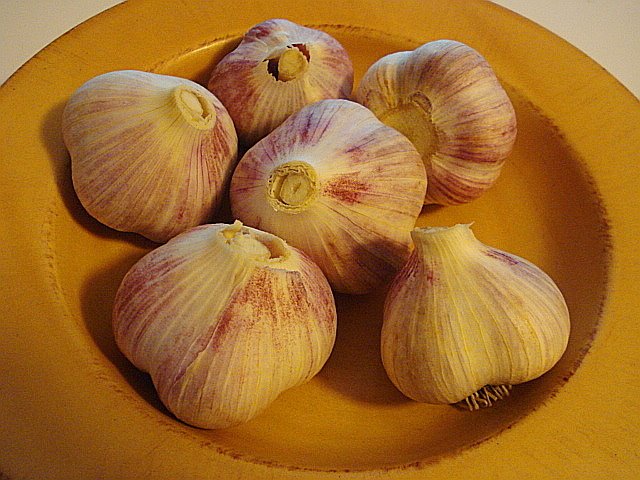 [Garlic10.jpg]