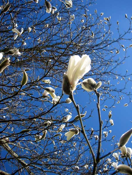 [IMG_4122_web_magnolior.jpg]