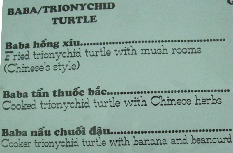 [turtle.JPG]