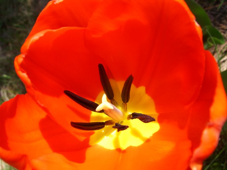 [tulip6.jpg]