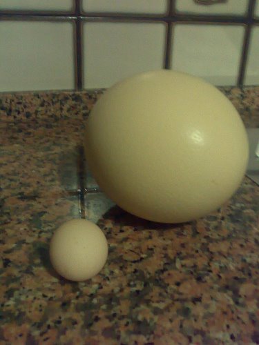[huevo+de+avestruz.jpg]