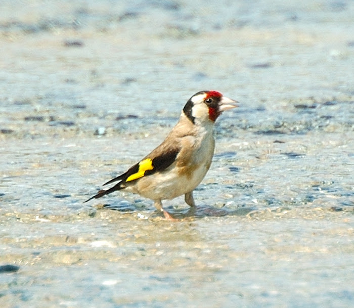 European goldfinch   Καρδερινα