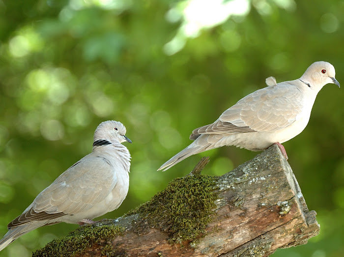 Eurasian collared dove   Δεκαοχτουρα