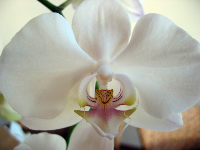 [Orchid.jpg]