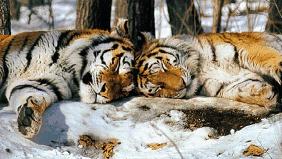 [fotos-tigres-nieve.jpg]